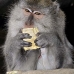 monkey_macaque_balinese_mf_ubud_v_0931_bal4646.jpg